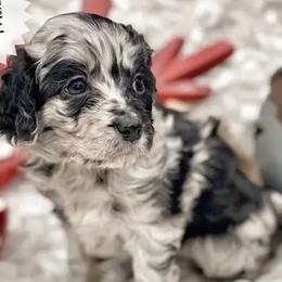 Aussiedoodles, Cavalier King Charles Spaniels, and Cavapoos from Shelby Paws