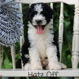 Cavalier King Charles Spaniels, Cavapoos, and Pomskies from Hatz Off Puppies
