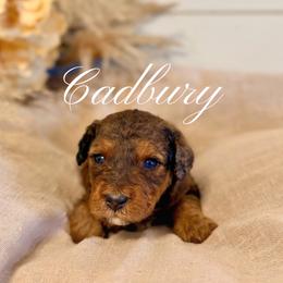 Cadbury - Phantom female Goldendoodle puppy in Livermore, Colorado from Heritage Hills Family Doodles