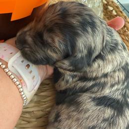 Maria - Merle female Goldendoodle puppy in Lexington, North Carolina from Southern Grace Acres