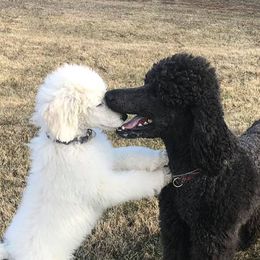 Poodles from South Mountain Standard Poodles