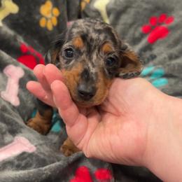 Zeus - Dapple male Dachshund puppy in Grass Valley, California from Mis Doxie