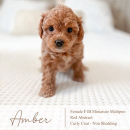 Amber - Red female Maltipoo puppy in Vancouver, Washington from Pnwfamilydoodles