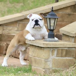 Bulldog and French Bulldog All Grown Up from Empire Bulldogs & French Bulldogs