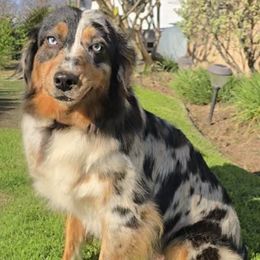 Kira - Australian Shepherd