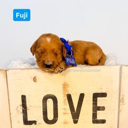 Fuji - Red  male Goldendoodle puppy in West Haven, Utah from Split Mountain Doodles