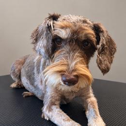 Macey - Miniature Schnauzer