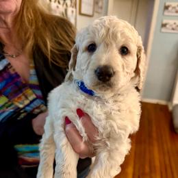 Rollo - Cream male Goldendoodle puppy in Pensacola, Florida from Goldendoodles Love You in Pensacola Friend Edition