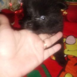 Pomeranian Puppies from Azur Pomeranians