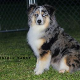 Paisley - Toy Australian Shepherd