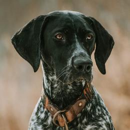 Brighton - German Shorthaired Pointer