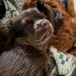 Hershey - Cavalier King Charles Spaniel