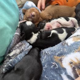 Cavalier King Charles Spaniel Puppies from 5dubs Cavaliers