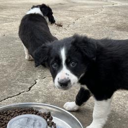 Border Collie Puppies from Roaring River Border Collies