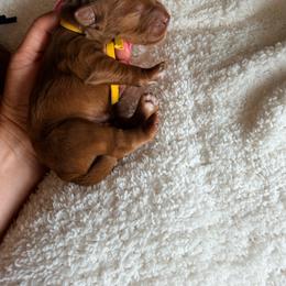 Yellow collar - Red  male Goldendoodle puppy in Homer, Georgia from Creekside Kennels