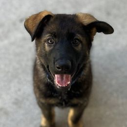German Shepherds from Lunaris