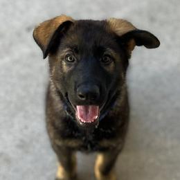 German Shepherds from Lunaris