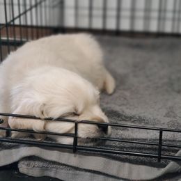 Golden Retriever Puppies from Hoekema Homestead Goldens
