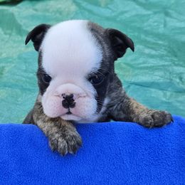 Bulldog Puppies from Chief Bulldogs
