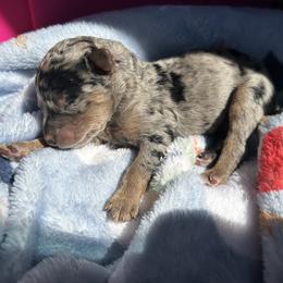 AKC Bashful - Gray male Poodle puppy in Athens, Tennessee from Paws & Kisses