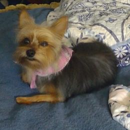 Yorkshire Terriers from Angie's Yorkies