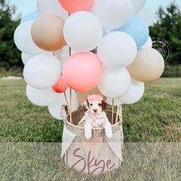 Skye - Cream female Goldendoodle puppy in Mahomet, Illinois from Jordan Family Doodles