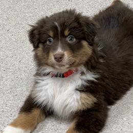 Dara - Red tri-color female Australian Shepherd puppy in Sioux Falls, South Dakota from ER Aussies
