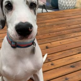 "Simon" Great Dane Puppies from Little Tree Kennels