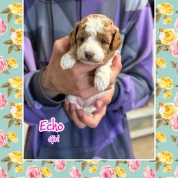 Echo - Parti female Poodle puppy in Cedar City, Utah from Baird Poodles and Doodles