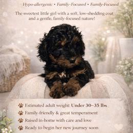 Gracie - Tri-color female Bernedoodle puppy in Jacksonville, Florida from Haj Paj Bernedoodles