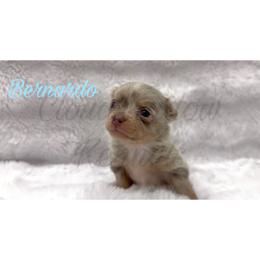 Bernardo - Merle male Chihuahua puppy in Patchogue, New York from Cloudshadow Kennels