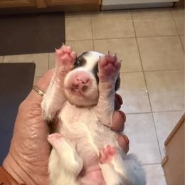 Phoebe - Red white and sable female Papillon puppy in Surprise, Arizona from Papillons in Arizona