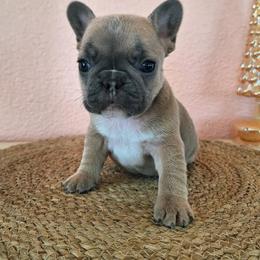Yellow collar - Blue fawn female French Bulldog puppy in Cordes Lakes, Arizona from Puppy Love AZ LLC