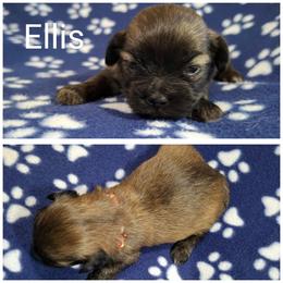 Ellis - Red male Lhasa Apso puppy in Cincinnati, Ohio from Shangri-La Lhasa Apsos