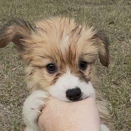 Purple AKC has TAIL FLUFFY - Red female Pembroke Welsh Corgi puppy in Summerfield, Florida from Promise Land Farm