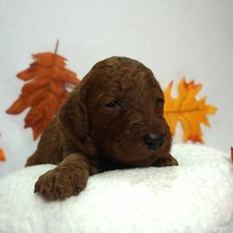 Girl 3 - Red  female Poodle puppy in Mc Henry, Illinois from Sunset Maple Poodles