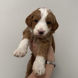 Heart - Red  female Goldendoodle puppy in Clinton, Utah from Golden Law Kennels