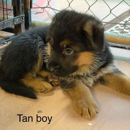 Blue - Black and red male German Shepherd puppy in Puyallup, Washington from Majestic Royal German Shepherd’s