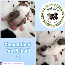 Chocolate and tan Piebald 2 - Piebald male Dachshund puppy in Tecumseh, Oklahoma from Little Bitty Dachshunds
