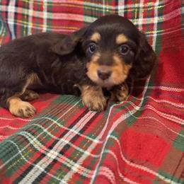 Nova - Chocolate and cream female Dachshund puppy in Salem, Oregon from Longdox Mini Dachshunds