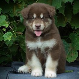 Ava - Red and white female Alaskan Malamute puppy in Michigan from Warrior’s Legacy Alaskan Malamutes