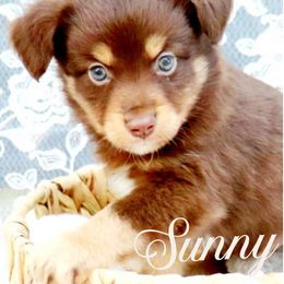 Sunny - Red tri male Miniature Australian Shepherd puppy in Ennis, Texas from God’s Little Aussies