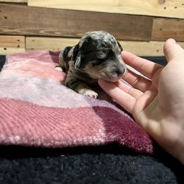 Aussiedoodle Puppies from Scruffypups