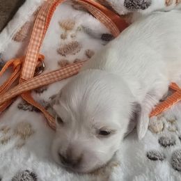 Orange collar female - Piebald female Dachshund puppy in North Carolina from Hilltop Aussies & dachshunds