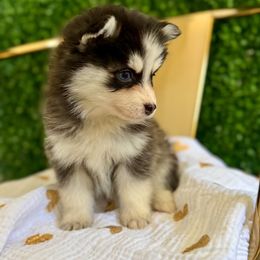 Herseys - Black and white female Pomsky puppy in Mesa, Arizona from Platinum Pomskies