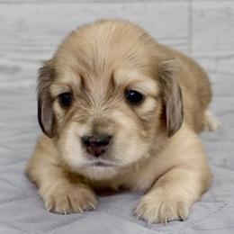 Zion (Green Band) - Cream male Dachshund puppy in Raleigh, North Carolina from McLovin Doxies
