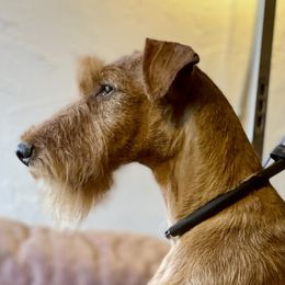 Enya - Irish Terrier