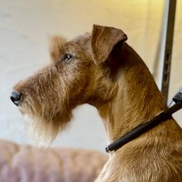 Enya - Irish Terrier
