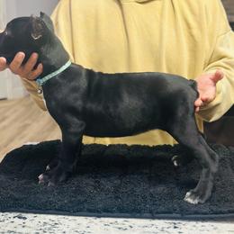 Hummingbird - Black female Cane Corso puppy in Lubbock, Texas from Hub City Kennel