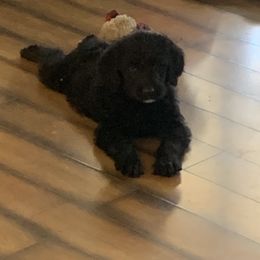 Aussiedoodles and Labradoodles from Creek Bend Kennels